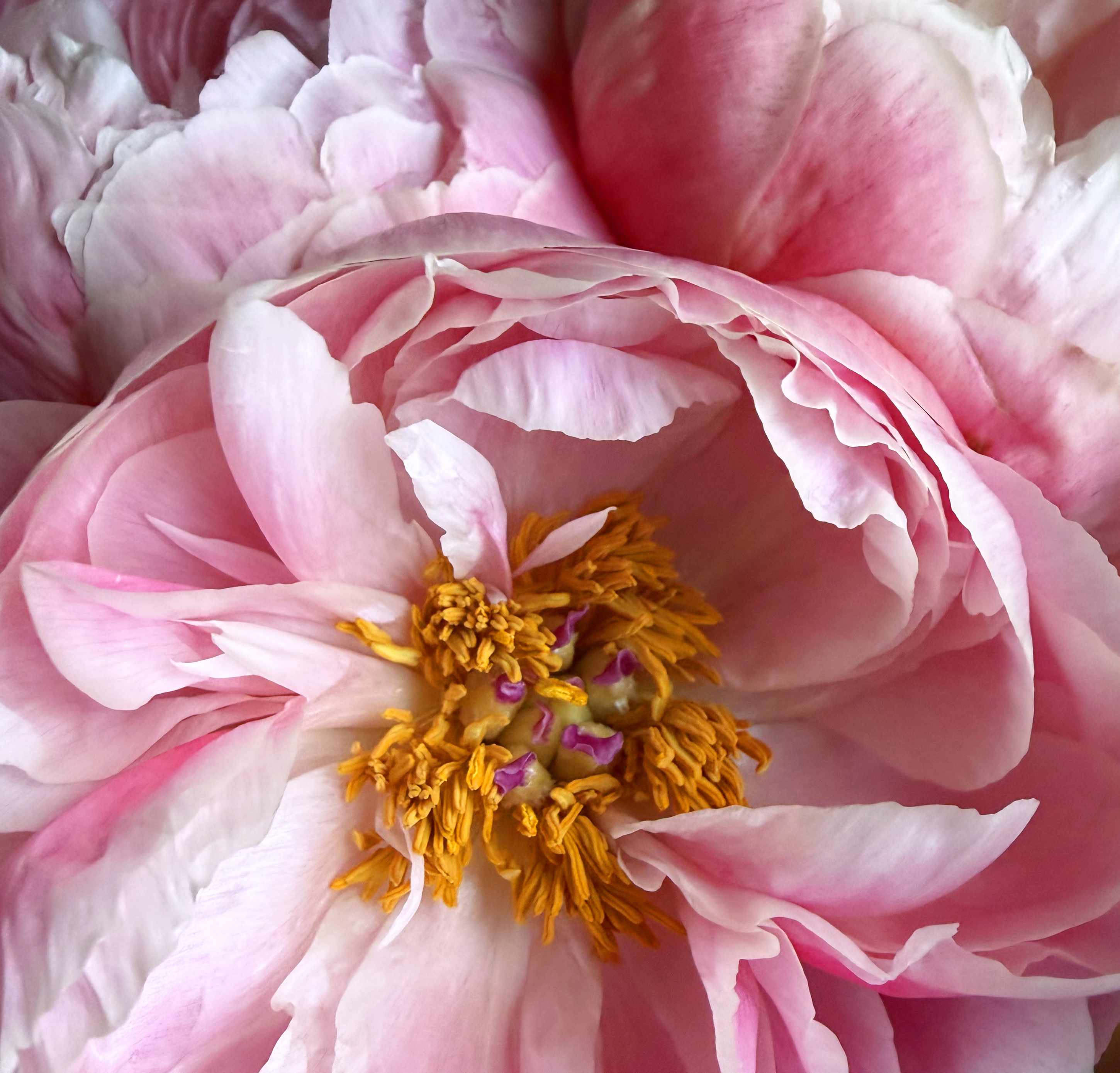 Peony Flower